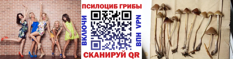 Псилоцибиновые грибы Cubensis  сколько стоит  кракен сайт  Чайковский 